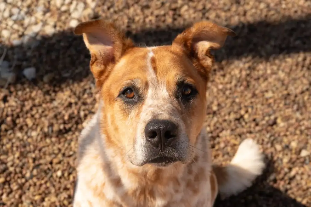 Leo and Shaka are both available for adoption at Kingman County Humane Society! These two sweet boys did great for their...
