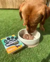 Reggie likes his dinner in the garden, whose dog loves having their meals outside during the summer?📷 Ellie     