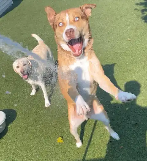 The face you make when summer is almost over 🐾☀️our friends at the Airport location are having fun summer days!!!