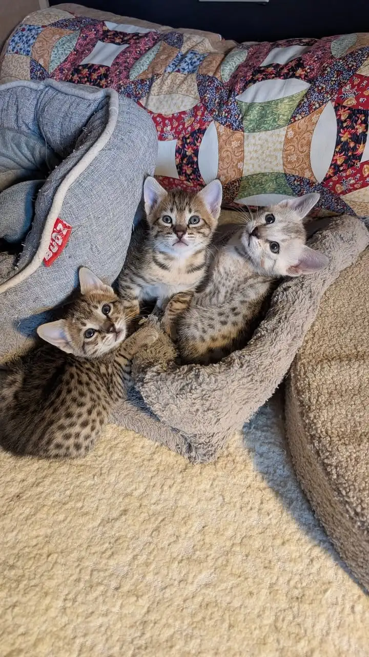 Dernière portée de chatons chez Umafelis! Cette belle aventure se termine après 12 ans❤️.Trois chatons Savannah (deux mâ...
