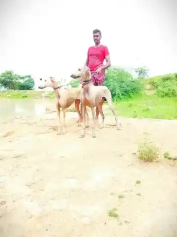 Get the quality Tamil Native Breeds on Affordable rates from UsContact/WhatsApp:9786591992Web:www.tamilnativebreeds.com