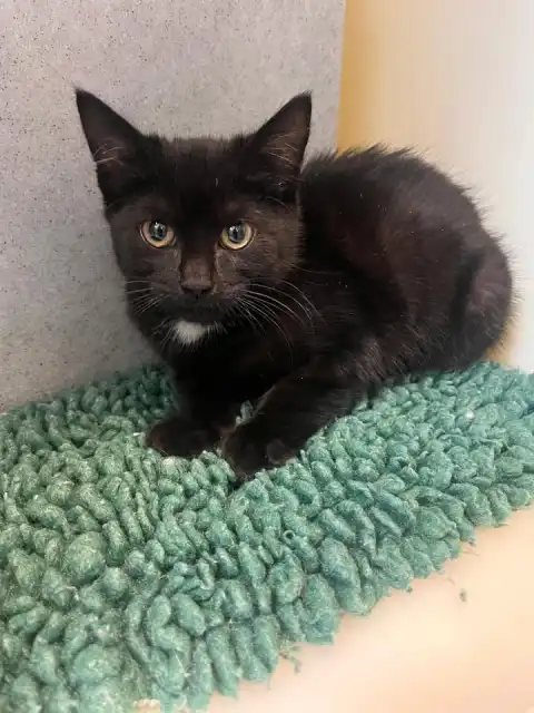 🐾 FOUND CAT 🐾 This little girl has been bought into our Epping hospital. Found in High Cross / Ware area.Approx 10/12 we...